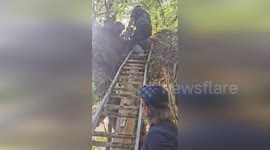 US: Dog Survives 5 Days in Tree After Hurricane Helene Ravages Tennessee