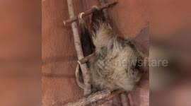 US: Fezzik the Sloth Delights with Slow-Motion Ladder Climb