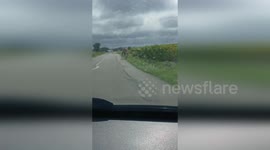 France: Circus Camel Escapes, Grazes by Roadside in France