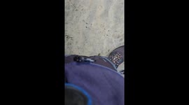 Blue-banded bee keeps tasting passerby's pants