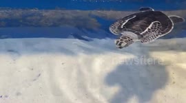 'Torpedo turtle' swims without using its front flippers