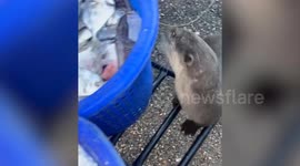 Otter asks for fish at makeshift 'checkpoint'