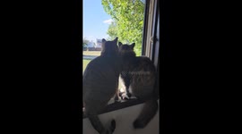 Two cats eye their feathery target as instincts take over
