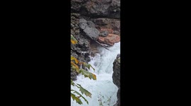 Bear Catches a Massive Salmon