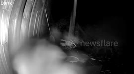 Brave Raccoon Takes on Scary Skeleton