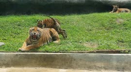 Angry Tiger Mum Shocking Attack on Glass Barrier - Unbelievable Encounter