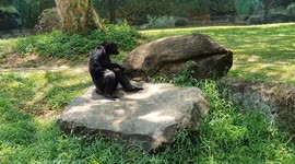 Heartbreaking Screams of a Chimp – The Most Emotional Footage You'll Ever See!