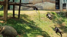 Up Close with Chimpanzee Attacks – A Battle Like You’ve Never Seen