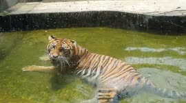 You Won’t Believe What Happened When This Tiger Got Angry at the Zoo