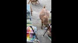 Goats devour paint left outside in Jiangxi Province, China