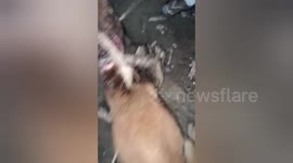 Social organisation a dog removed the tin box stuck in its neck by cutting it in central India