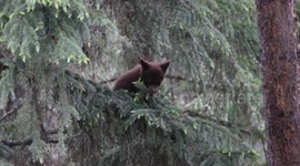 Jasper cubs of the year at play 2016 video without music