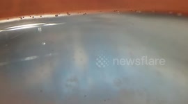 Sea Monkeys - Day 1 (2 of 3)