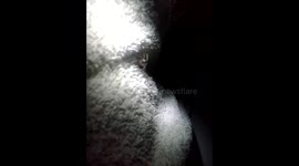 Spider on Towel yellowish color 