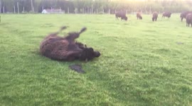 Buffalo tries to roll over but fails