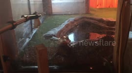 Cuviers Dwarf Caiman