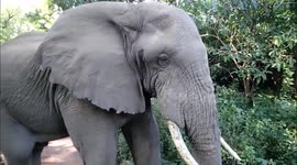 Elephant and its baby get really close to tourist in Tanzania forest