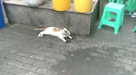 The mouse was meow Star Entertainment tragedy