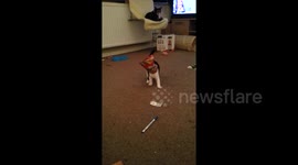 Kitten investigates crisp packet, gets head stuck
