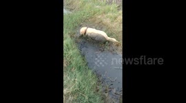 Dog takes mud bath to cool down