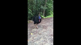Cassowary near Daintree Discovery Centre
