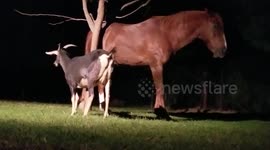 Horsey Scratching Post