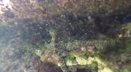 Octopuses high-five underwater