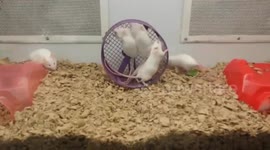 Mouse wheel instructions unclear