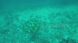 Diving with a sea turtle