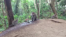 Monkey playing with water!
