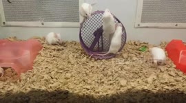 Mouse doesn't quite get how to use its wheel