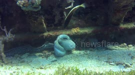 Octopus fends eel attack