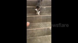 China: Girl Tricks A Cat With Napkin