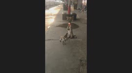 Meteorologists are surprised by the heat in October, the monkey drank water from a bottle to quench its thirst