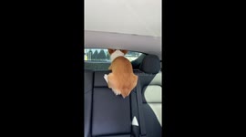 Curious Corgi stares out of the back window of car