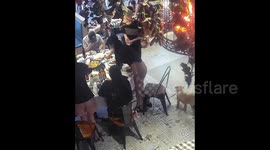 Pet dog drags chair away in restaurant, leaving woman to hilariously fall to floor
