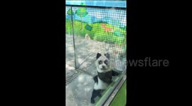 Chinese zoo unveils new panda exhibit, except the panda is a dog dyed black and white
