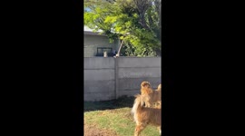 Cat provokes dogs at fence in Argentina