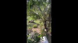 Pork diddy! Baby pig spotted twerking in field