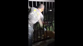 Firemen rescue stray dog with legs stuck between metal bars