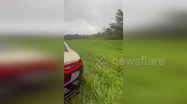 US: Abandoned Bull Terrier's Ordeal Amid Hurricane Milton's Fury