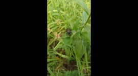 The beetle is sitting on the grass