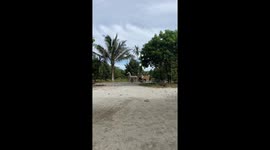 Grandfather builds his owner zebra-drawn carriage