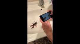 Crayfish Larvae in the Sink