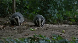 Young badgers foraging for food outside there set