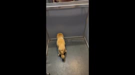 Old Pup Stares At Back Of Elevator