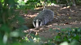 Young badgers foraging for food outside there set,