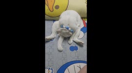 Pet owner scolds cat who tried to sneak out