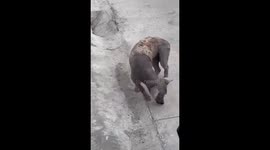 Stray dog 'ZomZom' rescued after years on the streets in Cavite