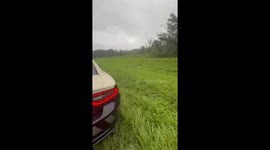 Dog rescued from pole on I-75 ahead of Hurricane Milton